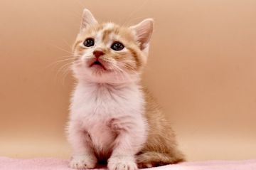 マンチカン(短足)【東京都・男の子・2021年11月12日・レッドタビー】の写真「優しい性格の短足マンチカン」