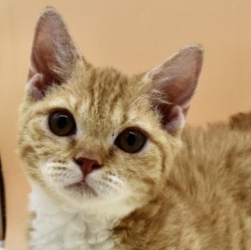 マンチカン(短足)【東京都・女の子・2023年4月12日・レッド&ホワイト】の写真「超短足な可愛いくるくるちゃん🌀」