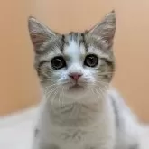 スコティッシュフォールド(立ち耳)【東京都・女の子・2024年5月7日・ブラウンタビー&ホワイト】の写真1