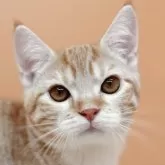 マンチカン(長足)【東京都・女の子・2024年4月21日・レッドタビー&ホワイト】の写真1