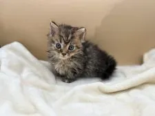 マンチカン(長足)【東京都・女の子・2022年3月30日・ブラウンタビー】の写真1