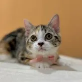 マンチカン(長足)【東京都・女の子・2023年7月14日・キャリコ】の写真1