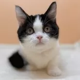 マンチカン(短足)【東京都・女の子・2023年12月31日・ブラック&ホワイト】の写真1