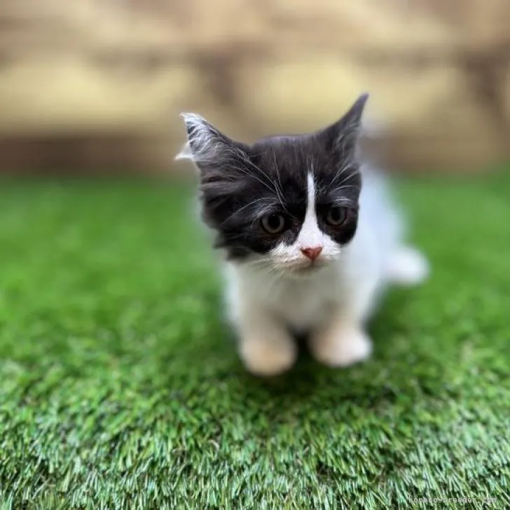 ID：2208-01693の子猫