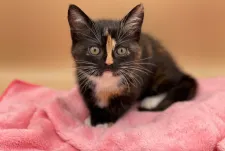 マンチカン(短足)【東京都・女の子・2021年4月23日・トーティシェル】の写真4