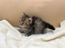 マンチカン(長足)【東京都・女の子・2022年3月30日・ブラウンタビー】の写真5