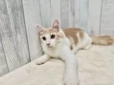 ノルウェージャンフォレストキャット【東京都・男の子・2025年4月17日・クリーム&ホワイト】の写真10