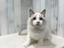 ラグドール【東京都・男の子・2025年4月13日・シールポイントバイカラー】の写真10