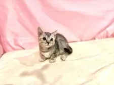 マンチカン(短足)【東京都・女の子・2025年8月23日・シルバータビー】の写真10