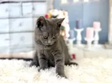 ブリティッシュショートヘア【東京都・男の子・2025年8月25日・ブルー】の写真10