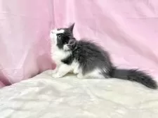 ノルウェージャンフォレストキャット【東京都・男の子・2025年8月2日・ブルー&ホワイト】の写真10