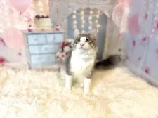 ノルウェージャンフォレストキャット【東京都・男の子・2025年5月15日・ブルー&ホワイト】の写真9