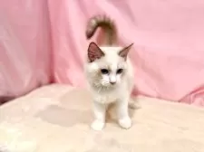 ラグドール【東京都・男の子・2025年7月13日・シールポイントバイカラー】の写真10