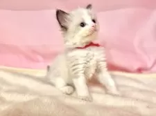 ラグドール【東京都・女の子・2025年6月11日・シールポイントバイカラー】の写真10