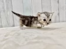 マンチカン(短足)【東京都・女の子・2025年8月23日・シルバータビー】の写真10