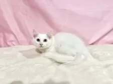 ノルウェージャンフォレストキャット【東京都・女の子・2025年8月2日・ホワイト】の写真10