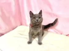 ブリティッシュショートヘア【東京都・女の子・2025年6月30日・ブルー】の写真11