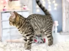 マンチカン(長足)【東京都・男の子・2025年7月16日・ブラウンタビー】の写真11