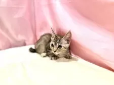 マンチカン(短足)【東京都・女の子・2025年8月23日・トーティ】の写真11