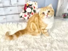 スコティッシュフォールド(立ち耳)【東京都・男の子・2025年10月11日・レッドタビー&ホワイト】の写真11