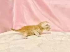 マンチカン(長足)【東京都・女の子・2025年10月11日・レッドタビー】の写真11