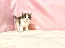 ノルウェージャンフォレストキャット【東京都・女の子・2025年10月3日・ダイリュートキャリコ】の写真11