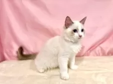 ラグドール【東京都・男の子・2025年7月13日・シールポイントバイカラー】の写真11