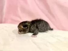 マンチカン(長足)【東京都・女の子・2025年10月19日・ブラウンタビー&ホワイト】の写真11