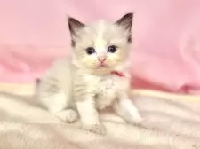 ラグドール【東京都・女の子・2025年6月11日・シールポイントバイカラー】の写真11