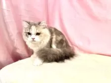 スコティッシュフォールド(立ち耳)【東京都・女の子・2025年4月18日・ダイリュートキャリコ】の写真11