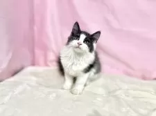 ノルウェージャンフォレストキャット【東京都・男の子・2025年8月2日・ブルー&ホワイト】の写真11