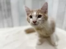 ノルウェージャンフォレストキャット【東京都・男の子・2025年7月2日・クリーム&ホワイト】の写真11