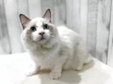 ラグドール【東京都・男の子・2025年4月13日・シールポイントバイカラー】の写真11