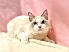 ラグドール【東京都・男の子・2025年3月27日・ブルーポイントバイカラー】の写真12