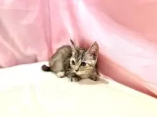 マンチカン(短足)【東京都・女の子・2025年8月23日・トーティ】の写真12