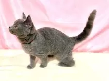 ブリティッシュショートヘア【東京都・女の子・2025年6月30日・ブルー】の写真12