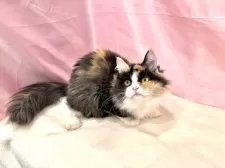 マンチカン(長足)【東京都・女の子・2025年4月16日・キャリコ】の写真12