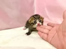 マンチカン(長足)【東京都・女の子・2025年10月19日・ブラウンタビー&ホワイト】の写真12