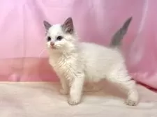 ラグドール【東京都・女の子・2025年4月4日・ブルーポイントバイカラー】の写真12