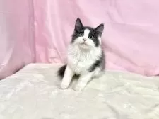 ノルウェージャンフォレストキャット【東京都・男の子・2025年8月2日・ブルー&ホワイト】の写真12