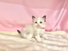 ラグドール【東京都・女の子・2025年6月11日・シールポイントバイカラー】の写真12