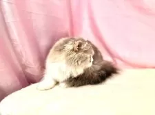 スコティッシュフォールド(立ち耳)【東京都・女の子・2025年4月18日・ダイリュートキャリコ】の写真12