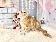 マンチカン(長足)【東京都・男の子・2025年8月23日・レッドタビー】の写真12