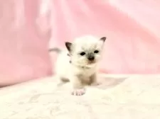 ラグドール【東京都・女の子・2025年10月11日・ブルーポイントミテッド】の写真12