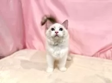 ラグドール【東京都・男の子・2025年7月13日・シールポイントバイカラー】の写真12