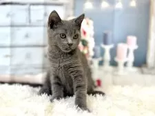 ブリティッシュショートヘア【東京都・男の子・2025年8月25日・ブルー】の写真12