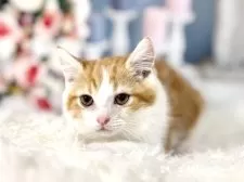 ミヌエット(長足)【東京都・男の子・2025年9月23日・レッドタビー&ホワイト】の写真12