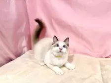 ラグドール【東京都・男の子・2025年7月13日・シールポイントバイカラー】の写真13