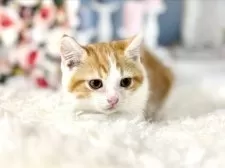 ミヌエット(長足)【東京都・男の子・2025年9月23日・レッドタビー&ホワイト】の写真13