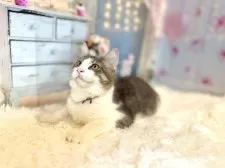 ノルウェージャンフォレストキャット【東京都・男の子・2025年5月15日・ブルー&ホワイト】の写真13